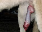 Massive dog penis ♥ Собачий Член Секс